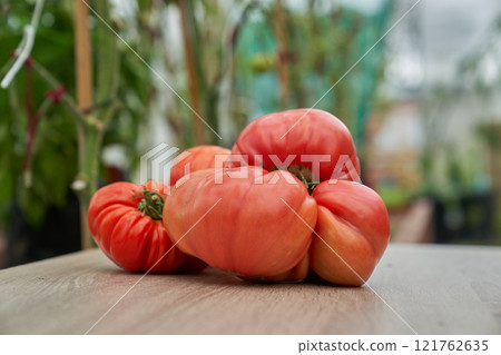 Red tomatoes on the wooden board, green greenhouse background 121762635