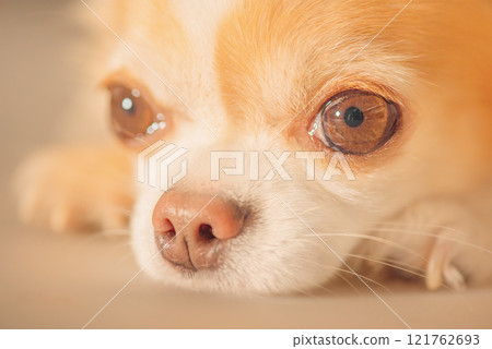 Chihuahua white with red color on a beige background macro photo. Pet, animal, dog close-up. Chihuahua white with red color on a beige background macro photo. Pet, animal, dog close-up. 121762693