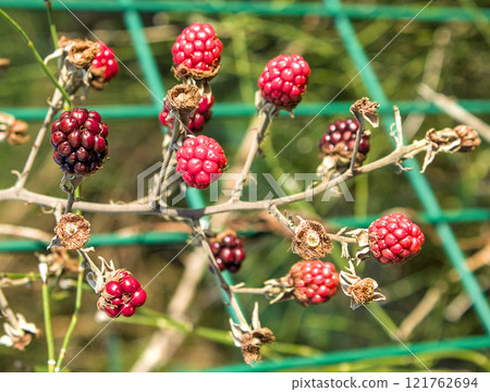 wild blackberries behind bars 121762694