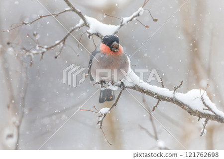 A heron perches on a branch and eats buds. A heron perches on a branch and eats buds. 121762698