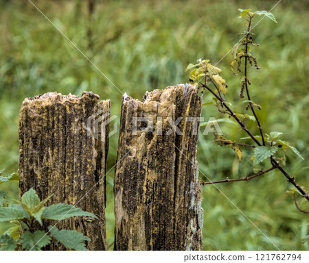 wood eroded by time 121762794