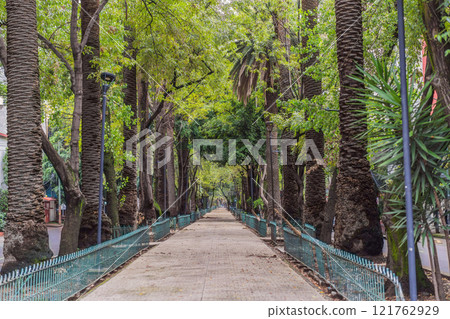 Lush green street in the Condesa neighborhood, Mexico City. Urban oasis with vibrant vegetation, offering tranquility and charm in the heart of a bustling metropolis. Nature and city harmony concept 121762929