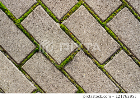 Closeup of a gray concrete cobblestone pavement with green moss between the cobblestones, top view 121762955
