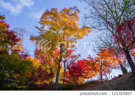 Autumn leaves shining in the morning sun (Momiji Valley, Miyazuma, Mizusawa-cho, Yokkaichi City, Mie Prefecture) 121763007