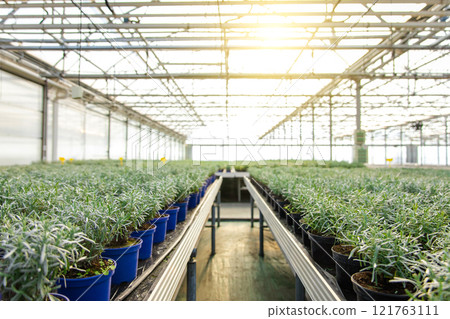 Picture of a modern glasshouse and many plants in a row Picture of a modern glasshouse and many plants in a row 121763111