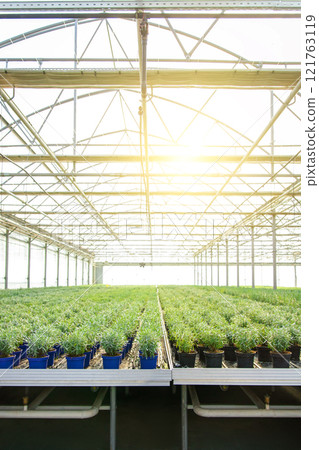Picture of a huge greenhouse with many plants 121763119