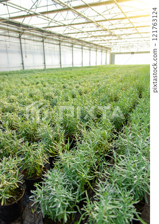 Picture of a huge greenhouse with many plants 121763124