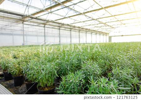 Picture of a huge greenhouse with many plants 121763125