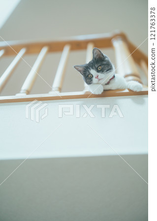 Cat peeking from the second floor Cat peeking from the second floor 121763378