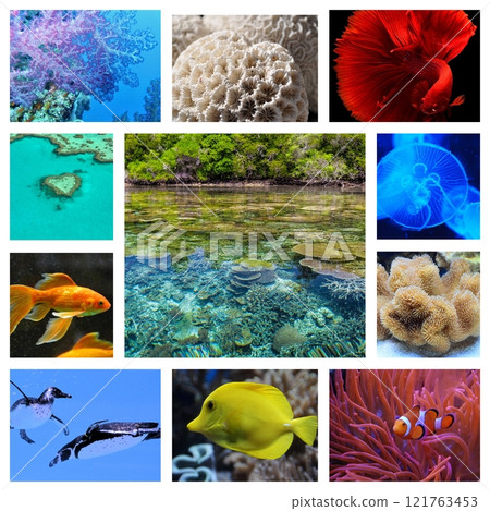 collage of images of the water world. Underwater nature, fish, and plants collage of images of the water world. Underwater nature, fish, and plants 121763453