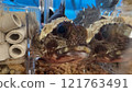 Scorpion fish 121763491