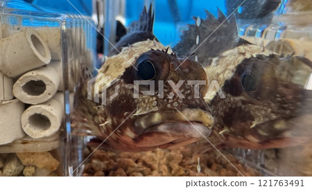 Scorpion fish 121763491