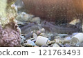 Frog 121763493
