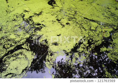 Marsh Covered with Duckweed. Reflections in Water. 121763569