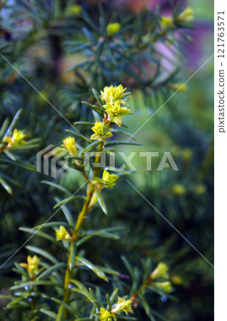 Yew Tree (Taxus Cuspidata). Growing Branches. Selective Focus. 121763571