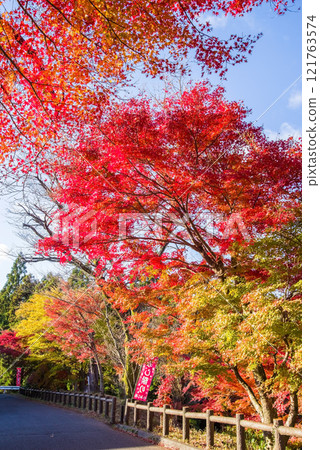 Autumn leaves in "Momiji Valley" (Mizusawa Town, Yokkaichi City, Mie Prefecture) Autumn leaves in "Momiji Valley" (Mizusawa Town, Yokkaichi City, Mie Prefecture) 121763574