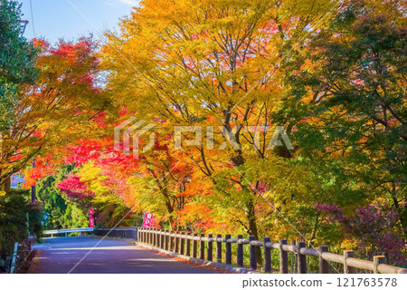 Autumn leaves in "Momiji Valley" (Mizusawa Town, Yokkaichi City, Mie Prefecture) Autumn leaves in "Momiji Valley" (Mizusawa Town, Yokkaichi City, Mie Prefecture) 121763578