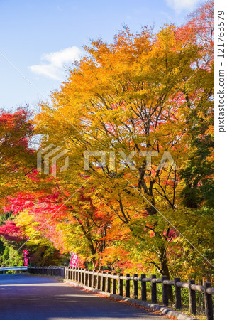 Autumn leaves in "Momiji Valley" (Mizusawa Town, Yokkaichi City, Mie Prefecture) Autumn leaves in "Momiji Valley" (Mizusawa Town, Yokkaichi City, Mie Prefecture) 121763579