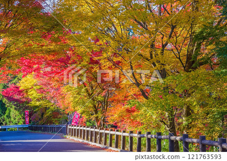 「紅葉谷」的紅葉(三重郡四日市市水澤町) 「紅葉谷」的紅葉(三重郡四日市市水澤町) 121763593