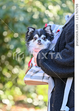 Woman and puppy in dog backpack, long-coated chihuahua Woman and puppy in dog backpack, long-coated chihuahua 121763766