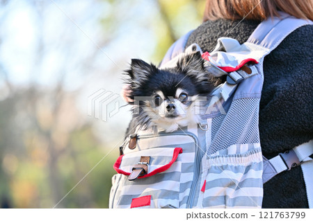 高級狗和狗背包裡的女人，長外套奇瓦瓦，高級 121763799