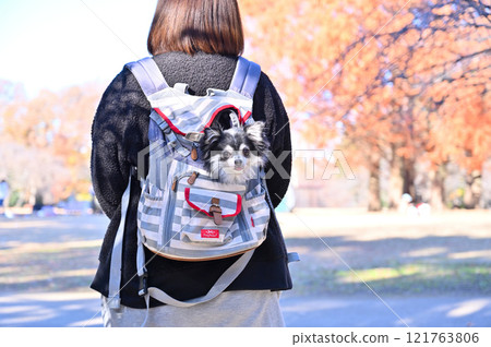 Woman and puppy in dog backpack, long-coated chihuahua 121763806