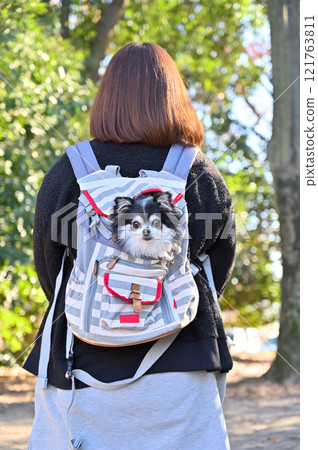 Woman and puppy in dog backpack, long-coated chihuahua Woman and puppy in dog backpack, long-coated chihuahua 121763811