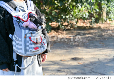 Senior dog and woman in dog backpack, long coat chihuahua, senior 121763817