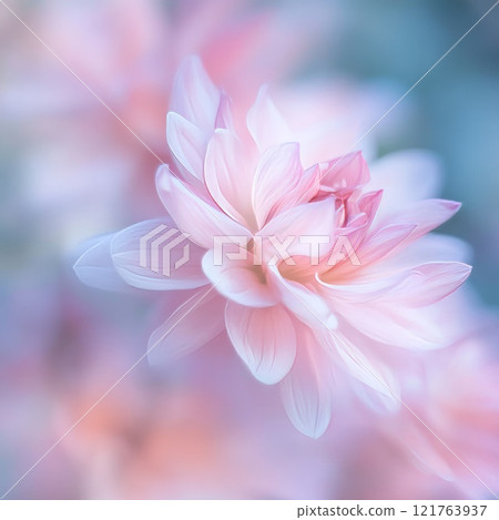 pink flower soft background pink flower soft background 121763937