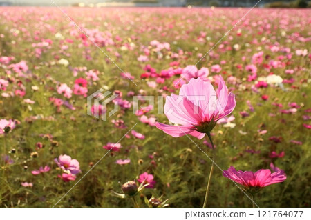 Autumn cherry blossoms bathed in the morning sun (Takasu, Kochi City, Kochi Prefecture) Autumn cherry blossoms bathed in the morning sun (Takasu, Kochi City, Kochi Prefecture) 121764077
