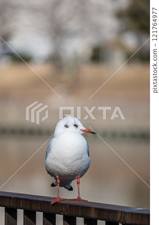 Black-headed Gull Osaka Castle Park Black-headed Gull Osaka Castle Park 121764977