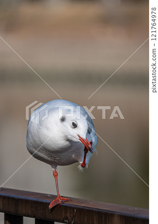 黑頭鷗 大阪城公園 121764978