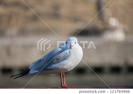 黑頭鷗 大阪城公園 121764986