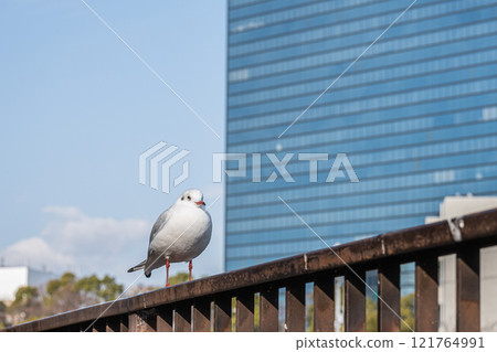Black-headed Gull Osaka Castle Park 121764991