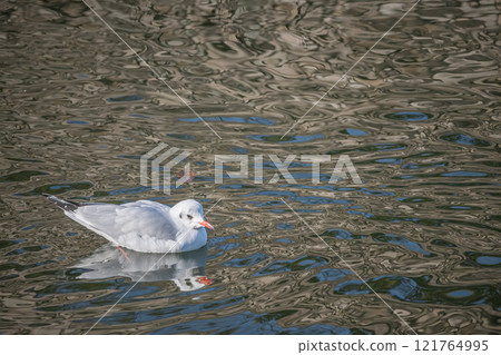 A black-headed gull floating in the moat of Osaka Castle 121764995