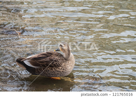 Spot-billed Ducks, Tosabori River, Osaka Spot-billed Ducks, Tosabori River, Osaka 121765016