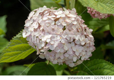 Hydrangea arborescens Candybelle Lollypop (Bubblegum) flowers in garden Hydrangea arborescens Candybelle Lollypop (Bubblegum) flowers in garden 121765219