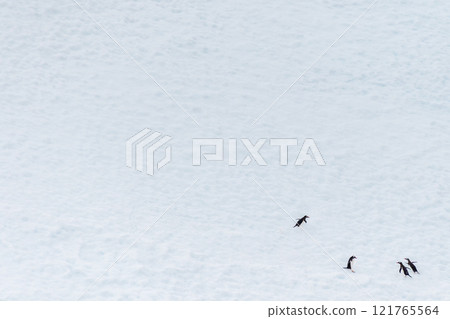 Four Gentoo Penguins on an Iceberg 121765564