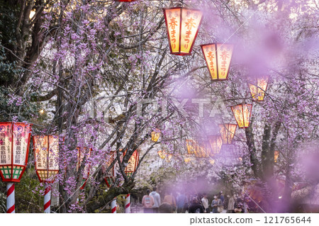 夜間櫻花盛開的打椿公園 夜間櫻花盛開的打椿公園 121765644