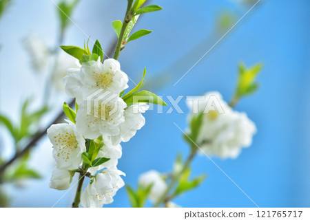 大阪城公園盛開的花桃 大阪城公園盛開的花桃 121765717