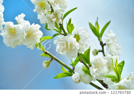 Peach blossoms blooming in Osaka Castle Park 121765780