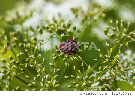 Bedbug or Striped bug on one of your favorite plants 121765788