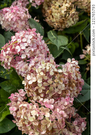 Hydrangea arborescens Candybelle Lollypop (Bubblegum) flowers in garden Hydrangea arborescens Candybelle Lollypop (Bubblegum) flowers in garden 121765793