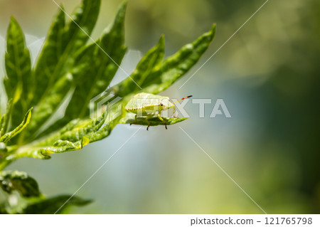 A Green Shield Bug Perched on a Leaf in the Warm Afternoon Light. A Green Shield Bug Perched on a Leaf in the Warm Afternoon Light. 121765798