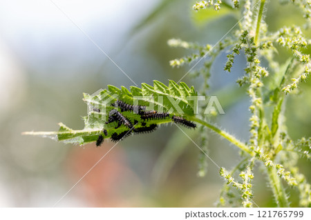 Caterpillar hives eat green leaves Caterpillar hives eat green leaves 121765799
