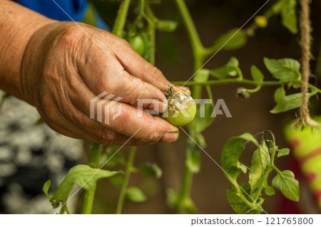 sick and rotten tomato, hand holding a tomato, harvest in a warm vegetable garden sick and rotten tomato, hand holding a tomato, harvest in a warm vegetable garden 121765800