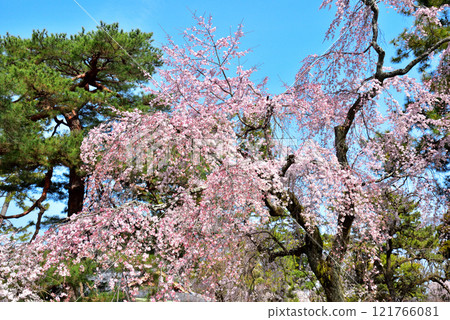 京都御苑、近衛宅邸遺址的垂枝櫻花（糸櫻） 121766081