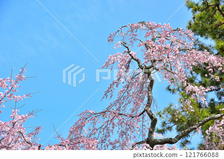 Kyoto Imperial Palace: Weeping cherry tree (itozakura) at the site of the Konoe residence Kyoto Imperial Palace: Weeping cherry tree (itozakura) at the site of the Konoe residence 121766088