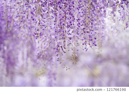 紫藤188 紫藤188 121766198