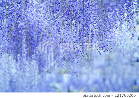 紫藤190 紫藤190 121766200